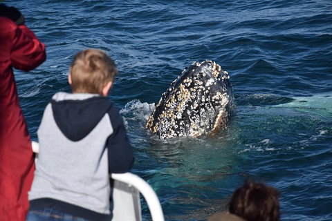 Phillip Island Whale Watching Tour - Accommodation Resorts 8