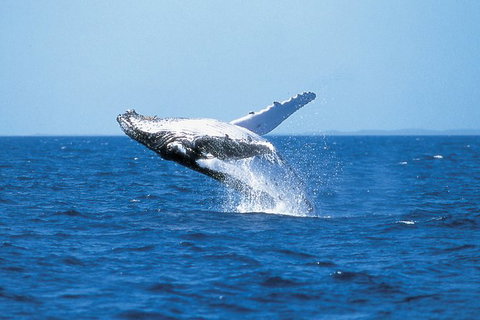 Phillip Island Whale Watching Tour - Accommodation Resorts 3