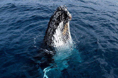 Phillip Island Whale Watching Tour - Accommodation Resorts 6