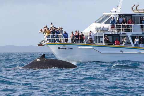 Phillip Island Whale Watching Tour - Accommodation Resorts 2