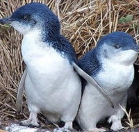 Day Tour of Phillip Island Nature Parks  Penguins - Accommodation Resorts