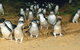Day Tour Of Phillip Island Nature Parks & Penguins - thumb 6