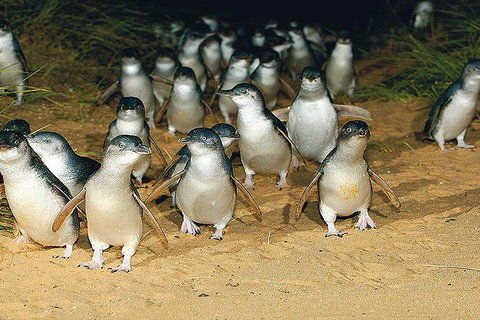 Day Tour Of Phillip Island Nature Parks & Penguins - Accommodation Resorts 6