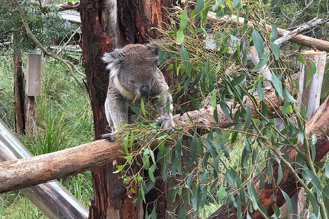 Day Tour Of Phillip Island Nature Parks & Penguins - Accommodation Resorts 3