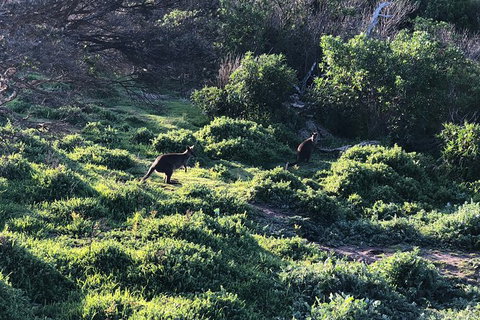Day Tour Of Phillip Island Nature Parks & Penguins - Accommodation Resorts 8