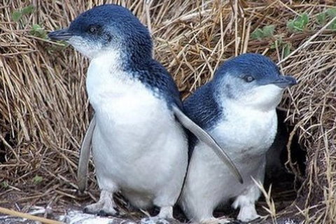 Day Tour Of Phillip Island Nature Parks & Penguins - Accommodation Resorts 2
