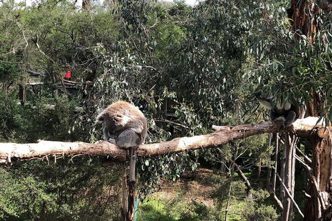 Day Tour Of Phillip Island Nature Parks & Penguins - Accommodation Resorts 4