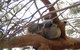 Phillip Island 3 Park Pass: Penguin Parade, Koala Conservation Centre And Penguin Parade, Koala ConservationHeritage Farm - thumb 4