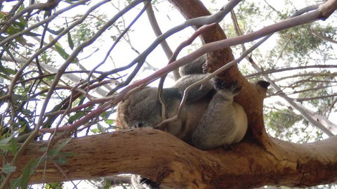 Phillip Island 3 Park Pass: Penguin Parade, Koala Conservation Centre And Penguin Parade, Koala ConservationHeritage Farm - Accommodation Resorts 4