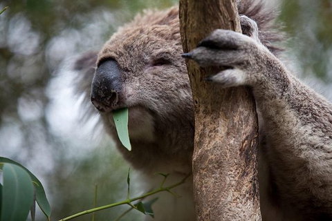 Phillip Island 3 Park Pass: Penguin Parade, Koala Conservation Centre And Penguin Parade, Koala ConservationHeritage Farm - Accommodation Resorts 1