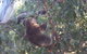 Phillip Island 3 Park Pass: Penguin Parade, Koala Conservation Centre And Penguin Parade, Koala ConservationHeritage Farm - thumb 2