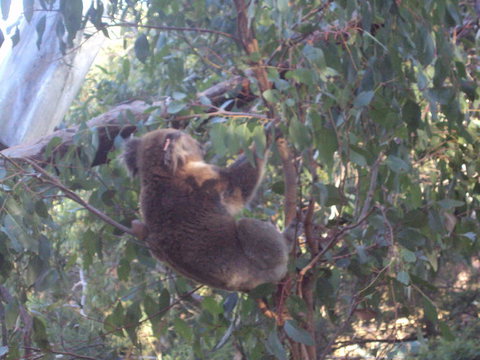 Phillip Island 3 Park Pass: Penguin Parade, Koala Conservation Centre And Penguin Parade, Koala ConservationHeritage Farm - Accommodation Resorts 2
