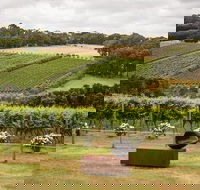 Montalto Vineyard Mornington Peninsula Discovery Wine Tasting and Lunch - Accommodation Resorts