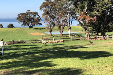 Day Tour Of Phillip Island, The Surrounding Region And Wine Tasting - Accommodation Resorts 13