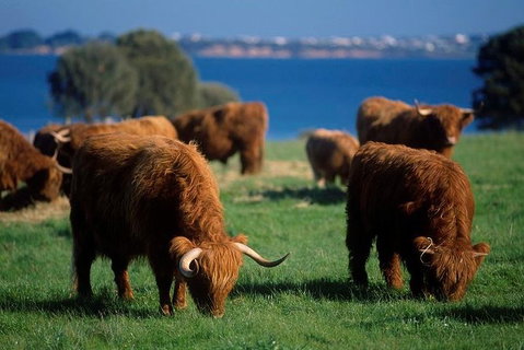 Phillip Island Churchill Island Heritage Farm: Entry Ticket - Accommodation Resorts 1