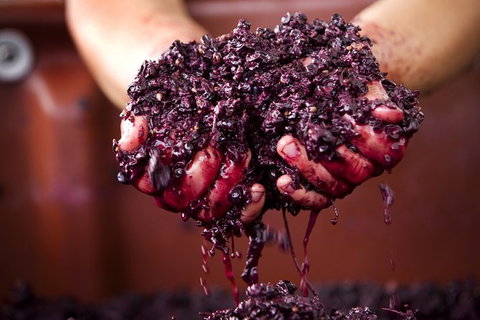 Yarra Valley Local Produce And Wine Tasting Tour - Accommodation Resorts 7