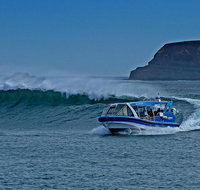Phillip Island Wildlife Cruise with Optional Penguin Parade and 3 Park Pass - Accommodation Resorts