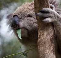 Phillip Island Koala Conservation Centre Entry ticket - Accommodation Resorts