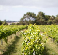 Phillip Island Wine Experience Tour - Accommodation Resorts