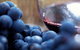 Small Group 6 Guests: Ultimate Mornington Peninsula Food And Wine - thumb 0