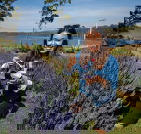 Port Arthur and Lavender Farm Active Day Tour - Accommodation Resorts