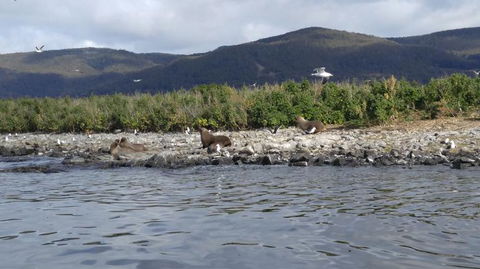 Fresh From The Ocean: Tasmanian Seafood Gourmet Full-Day Cruise Including Lunch - Accommodation Resorts 11