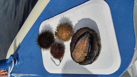 Fresh From The Ocean: Tasmanian Seafood Gourmet Full-Day Cruise Including Lunch - Accommodation Resorts 6