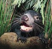 Hobart Shore Excursion Half Day Bonorong Wildlife Park with Richmond Tour - Accommodation Resorts