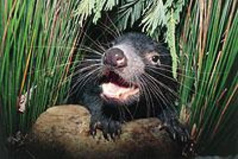 Hobart Shore Excursion: Half Day Bonorong Wildlife Park With Richmond Tour - Accommodation Resorts 0