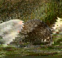 Bruny Island premium private photo-oriented day tour from Hobart - Accommodation Resorts