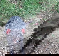 South East Food Sightseeing Private Tour with the Tasmanian Devil Unzoo - Accommodation Resorts
