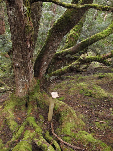 Cradle Mountain National Park Day Tour From Launceston - Accommodation Resorts 16