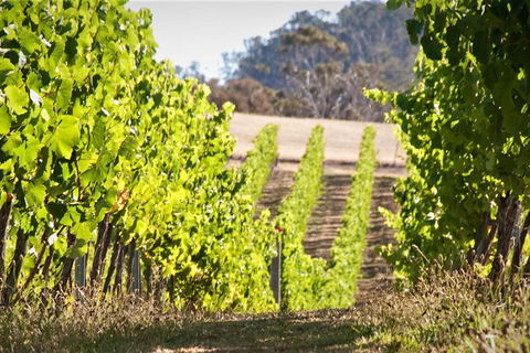 Wine At The Weekend Tour From Hobart - Accommodation Resorts 1