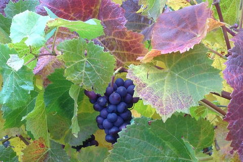 Wine At The Weekend Tour From Hobart - Accommodation Resorts 0