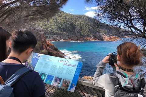 Wineglass Bay & Freycinet NP Full Day Tour From Hobart Via Richmond Village - Accommodation Resorts 3