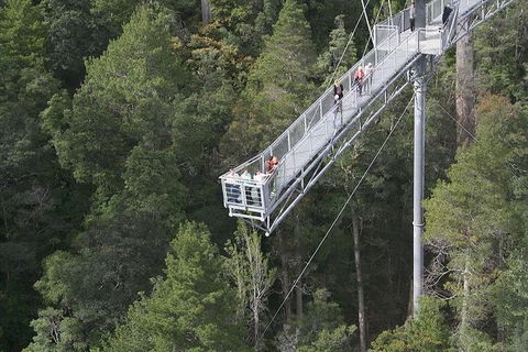 Cruise Ship Special From Hobart: Mt Wellington And Tahune AirWalk - Accommodation Resorts 0