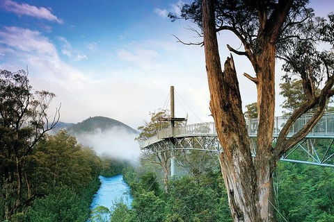 Cruise Ship Special From Hobart: Mt Wellington And Tahune AirWalk - Accommodation Resorts 2