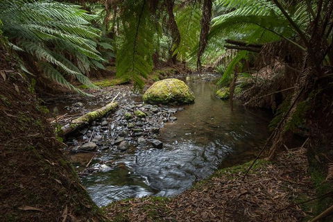 Mt Field National Park Premium Private Photo-oriented Day Tour From Hobart - Accommodation Resorts 1