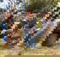 Bonorong Wildlife Park and Richmond Afternoon Tour from Hobart - Accommodation Resorts