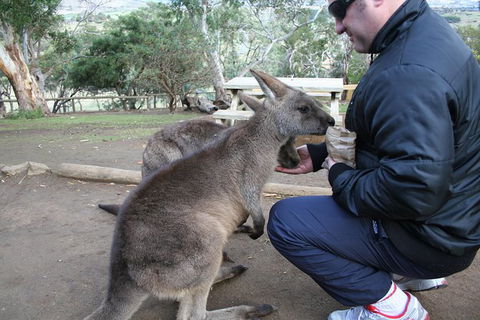 Small-group Tour From Hobart: Native Flora And Fauna, Incl. Royal Bot. Gardens - Accommodation Resorts 1