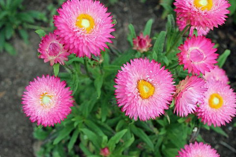 Small-group Tour From Hobart: Native Flora And Fauna, Incl. Royal Bot. Gardens - Accommodation Resorts 3