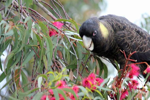 Small-group Tour From Hobart: Native Flora And Fauna, Incl. Royal Bot. Gardens - Accommodation Resorts 8