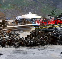 3-Hour Bruny Island Cruise from Adventure Bay - Accommodation Resorts