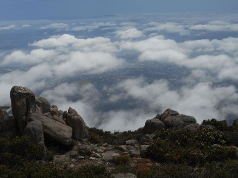 Cruise Ship Special Ex Hobart: Mt Wellington, Richmond, Bonorong With Free WiFi - Accommodation Resorts 15