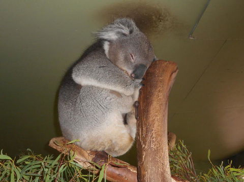 Cruise Ship Special Ex Hobart: Mt Wellington, Richmond, Bonorong With Free WiFi - Accommodation Resorts 13