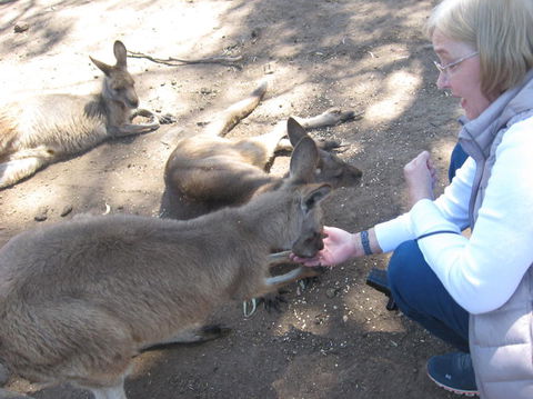 Cruise Ship Special Ex Hobart: Mt Wellington, Richmond, Bonorong With Free WiFi - Accommodation Resorts 8