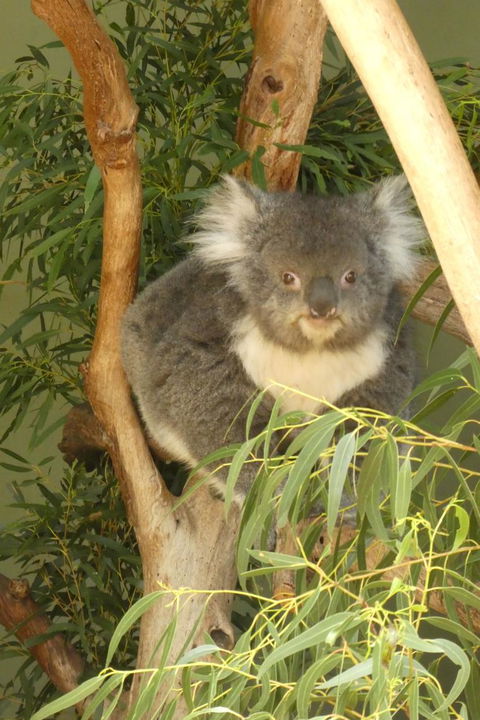Cruise Ship Special Ex Hobart: Mt Wellington, Richmond, Bonorong With Free WiFi - Accommodation Resorts 5
