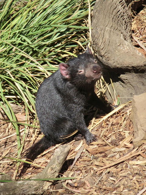 Small-Group Tour From Hobart: Mt Wellington, Bonorong Wildlife Park And Richmond - Accommodation Resorts 7