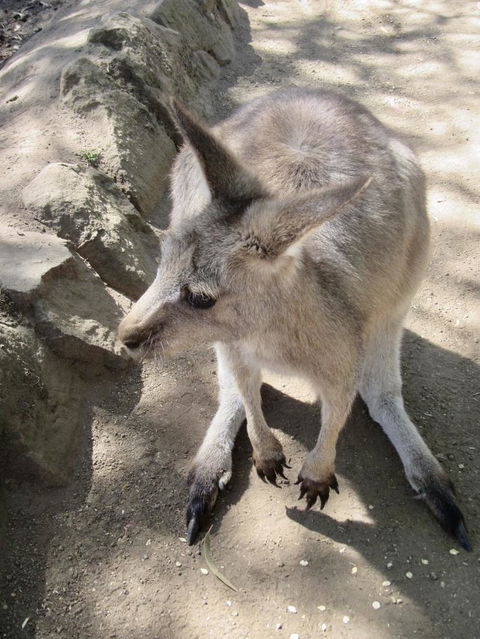 Small-Group Tour From Hobart: Mt Wellington, Bonorong Wildlife Park And Richmond - Accommodation Resorts 6