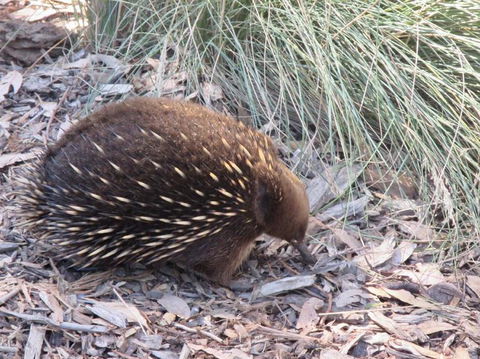 Small-Group Tour From Hobart: Mt Wellington, Bonorong Wildlife Park And Richmond - Accommodation Resorts 9
